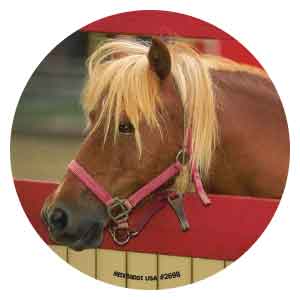 Farm Animals Asst. Stickers