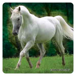 Horse Photos Asst. Stickers