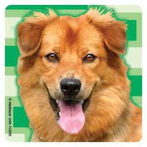 Puppy Dog Photos Asst. Stickers