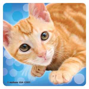 Kitty Cat Photos Asst. Stickers