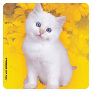 Cute Kitten Photos Asst. Stickers