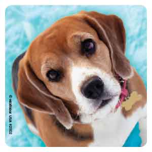 Darling Dog Photos Asst. Stickers