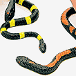 Soft Stretchy Snake Toys